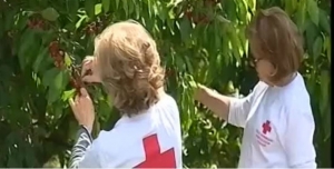 Cruz Vermelha da Covilhã promove “Cereja Solidária”